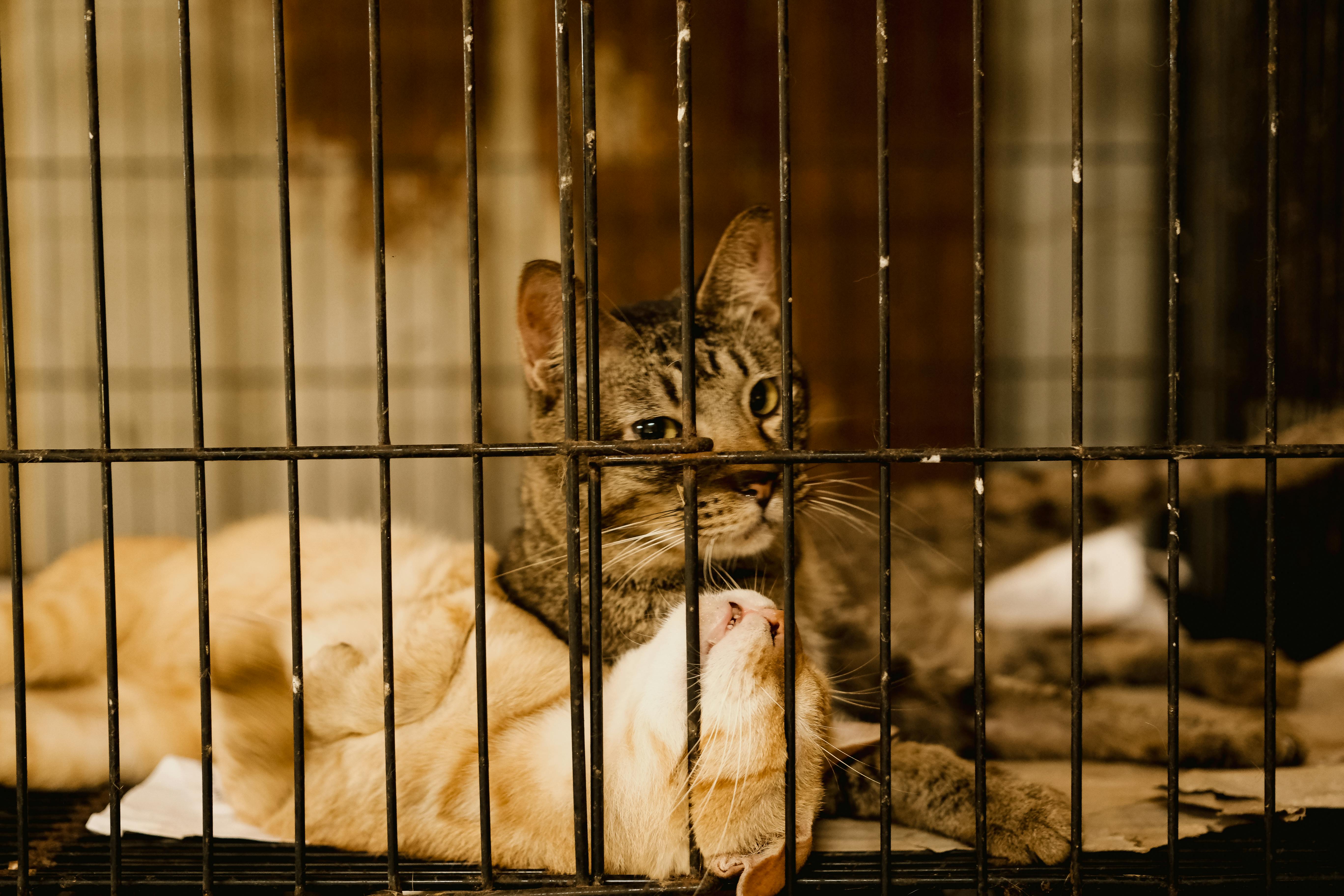 Animal Welfare Main