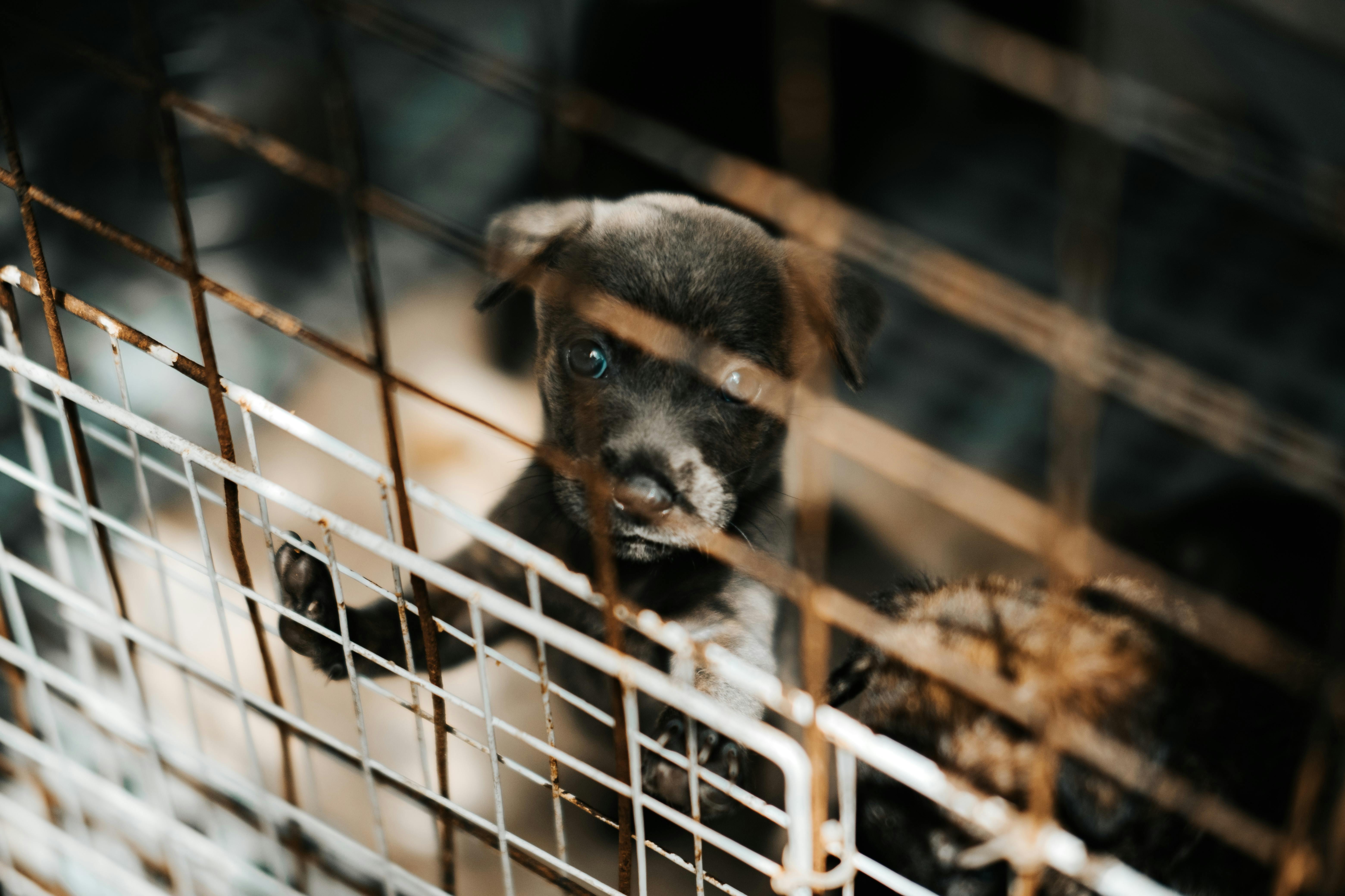 Rescue Dog
